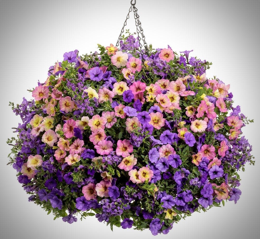 Angeface Cascade angelonia can get 8 to14-inches tall with a spread of 30-inches. They work well in hanging basket recipes like Zou Zou featuring Angelface Cascade Blue angelonia, Superbells Magic Pink Lemonade calibrachoa and Supertunia Mini Vista Indigo petunia.