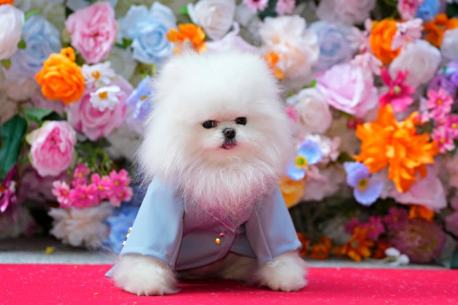 A dog attends the Pet Gala fashion show at AKC Museum of The Dog, Monday, May 20, 2024, in New York. (Photo by Charles Sykes/Invision/AP)