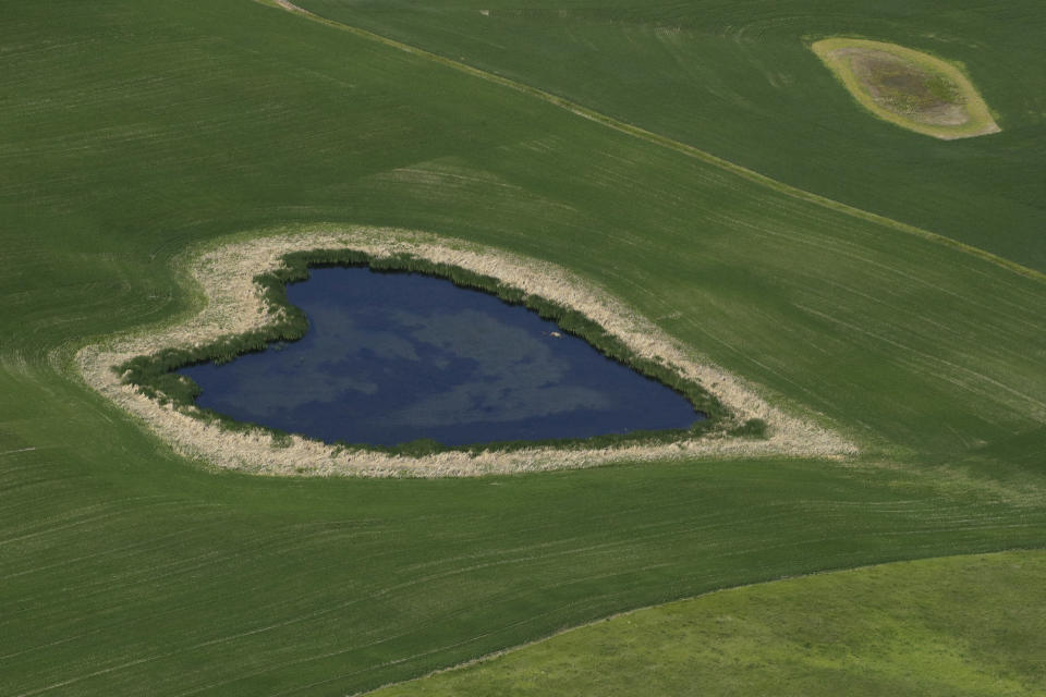 Un humedal con forma de corazón, visto en medio de un campo en Dakota del Norte, el 20 de junio de 2019. Con apenas unas horas de lluvias intensas, la tierra seca y agrietada de las praderas estadounidenses se convierte en miles de pequeños humedales. (AP Foto/Charlie Riedel)