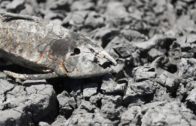 Arid wheat fields and dead cows: a snapshot of Argentina's worst drought in decades