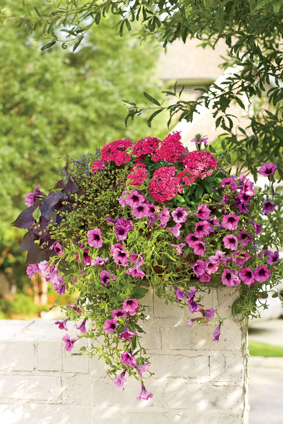<p>This abundantly rich and vibrant design puts the flowers in the spotlight. These will literally and figuratively be a beautiful sight. Perched atop a painted brick wall, the sleek container is covered by the overflowing blooms, which include sweeping pink petunias, super-delicate baby’s tears, and rounded clusters of rose-pink dianthus. For this arrangement, the focus is entirely on the flowers. In fact, the hidden pot is merely here to offer grounding support. Depending on your design, you may even wish to consider a series of these containers as a way to highlight a garden wall and bring color and emphasis to something you might have always wished to ignore. You won’t have to imagine the beauty—it will be right in front of you.</p>
