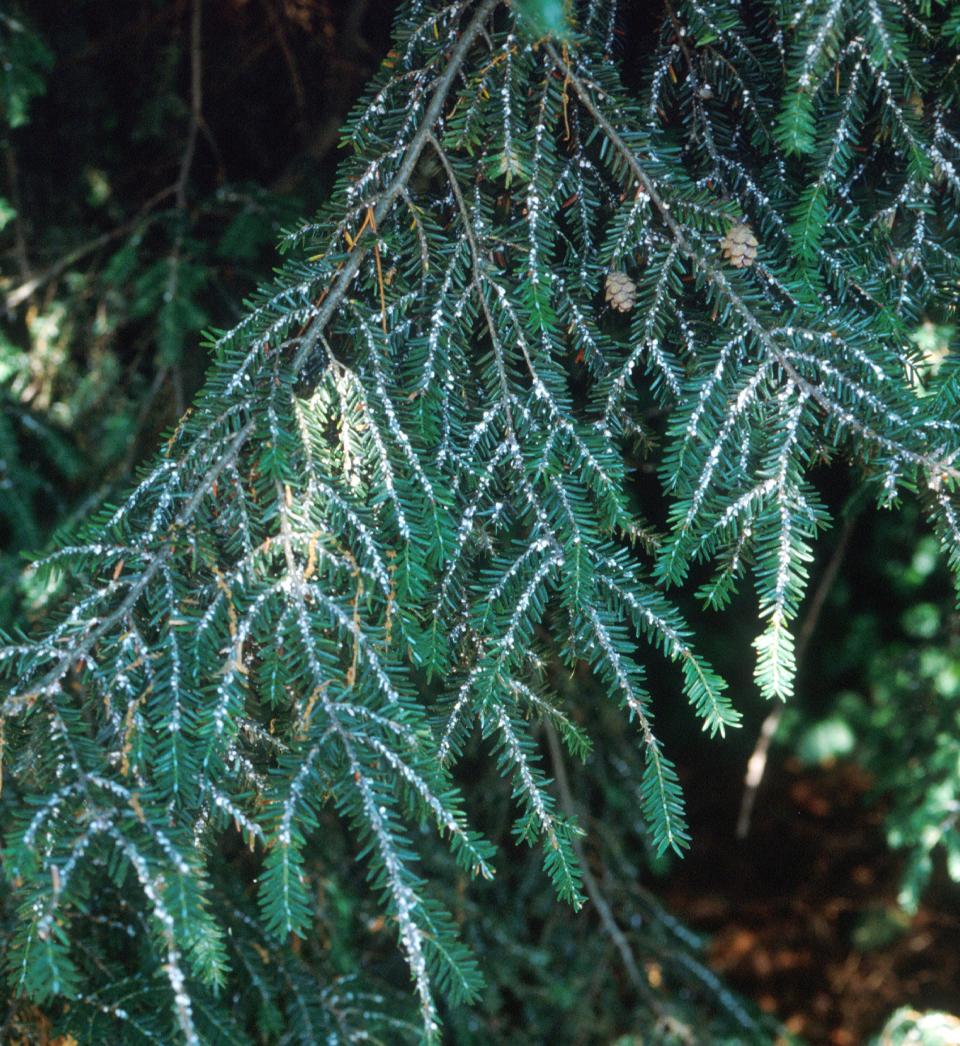 The insects found washed ashore at Southern Maine beaches last year have been identified as the hemlock woolly adelgid, an invasive species that kills hemlock trees.