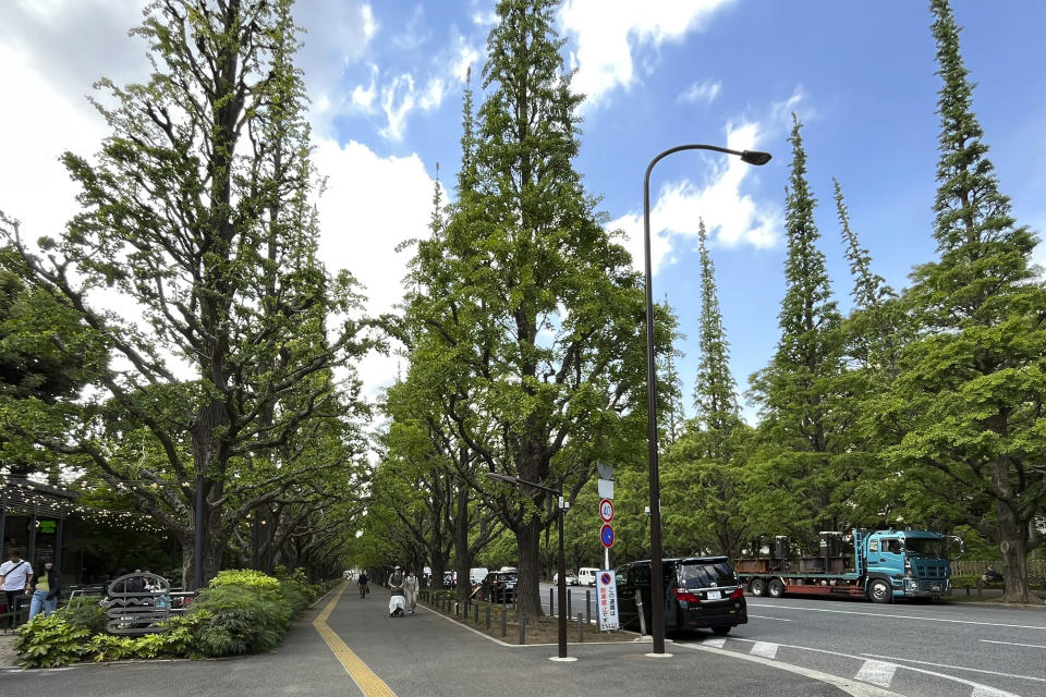 FILE - Ginkgo trees are seen at an area known as Jingu Gaien in Tokyo, May 12, 2023. Japanese author Haruki Murakami spoke up against a controversial redevelopment plan at the heart of Tokyo's beloved historic and green district of Jingu Gaien that would tear down a nearly century-old baseball stadium that inspired him to become a novelist and his favorite running course. (AP Photo/Stephen Wade, File)
