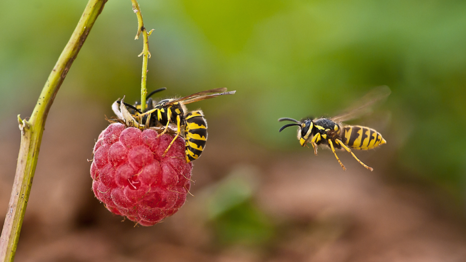Two black and yellow wasps being attracted to a hanging raspberry