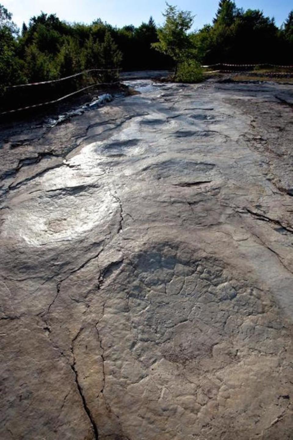 These newly discovered footprints and handprints make up the longest sauropod trackway on record. <cite>P. Dumas</cite>
