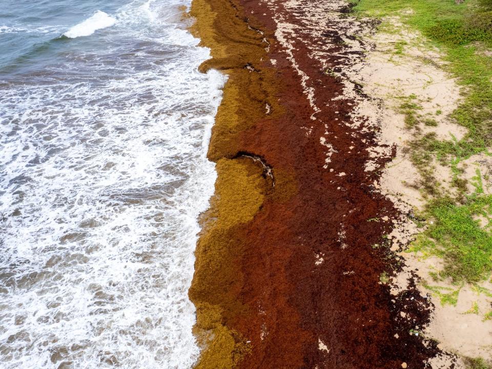 ocean waves crash onto coastline beach covered in red brown algae up to the edge of green vegetation