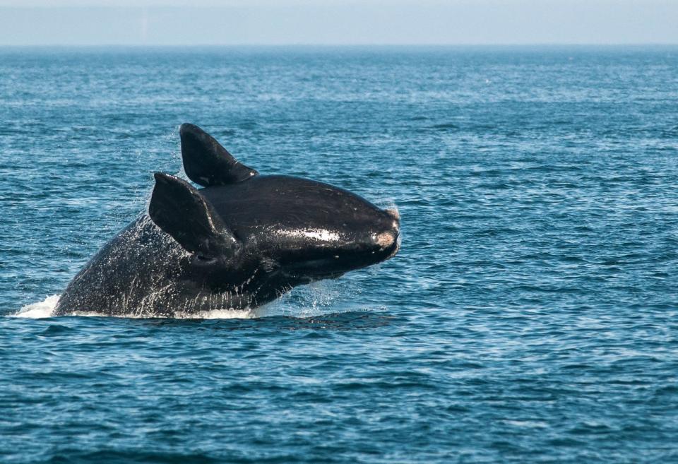 A Right Whale breaches in open water