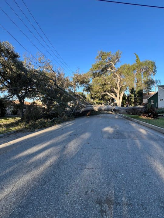 A downed tree is seen in Pasadena on March 14, 2024.