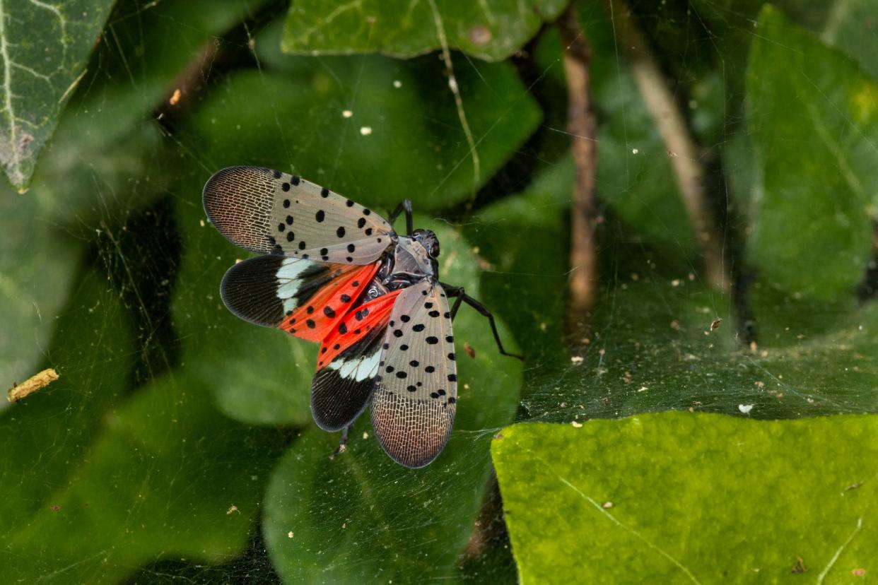 An adult spotted lanternfly, looks like a moth, but doesn't actually fly.