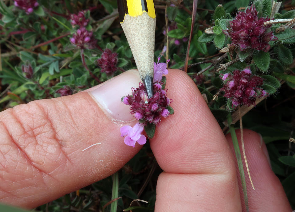 Tiny white eggs of the butterfly have been recorded on thyme at Rodborough Common (David Simcox)