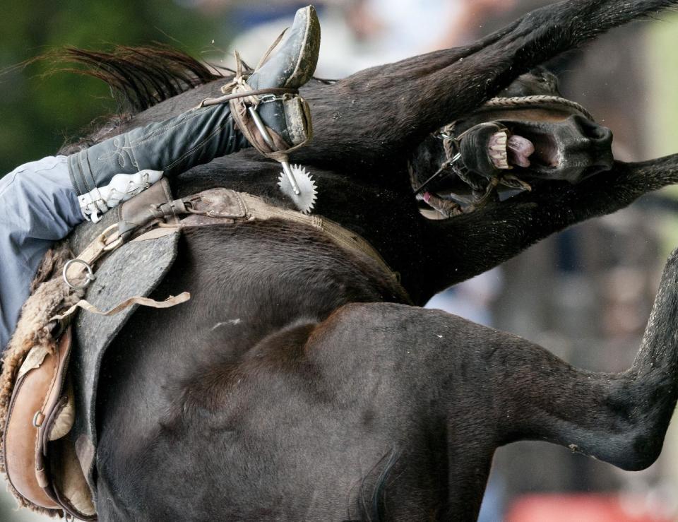 In this April 13, 2014, a South American cowboy known as a gaucho rides a wild horse during a rodeo in Montevideo, Uruguay. The city of Montevideo has organized the annual rodeo during Holy Week since 1925. (AP Photo/Matilde Campodonico)