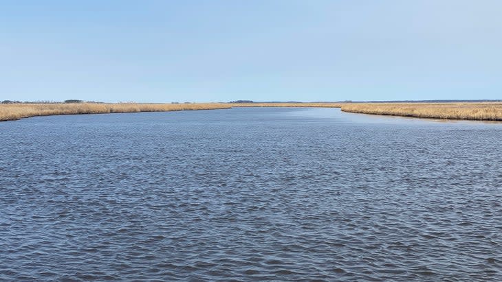 <span class="article__caption">The Blackwater National Wildlife Refuge encompasses large sections of water and draws eagles and thousands of ducks.</span> (Photo: Lisa Zimmerman)