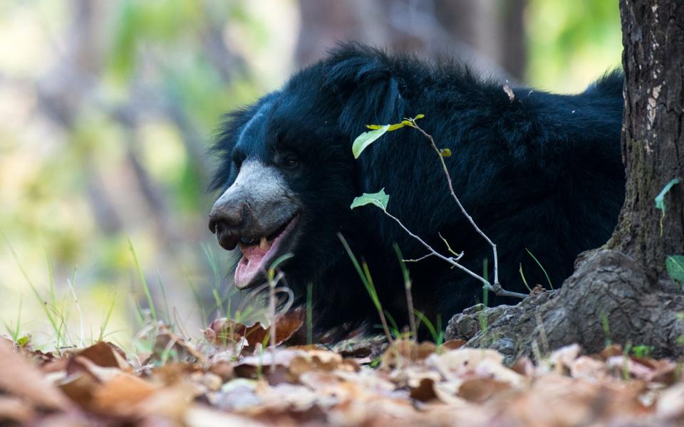 A sloth bear - Getty