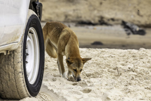 The Australian dingo: to be respected, at a distance