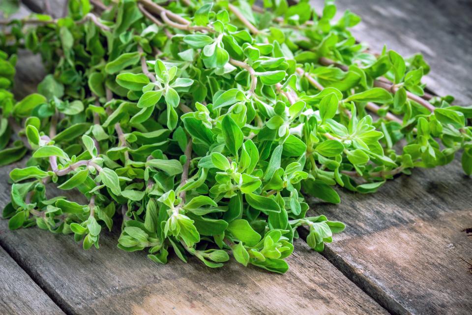 <h1 class="title">Marjoram</h1><cite class="credit">Photo by Shutterstock</cite>