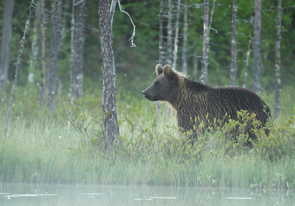 Wild brown bear (Ursus arctos)