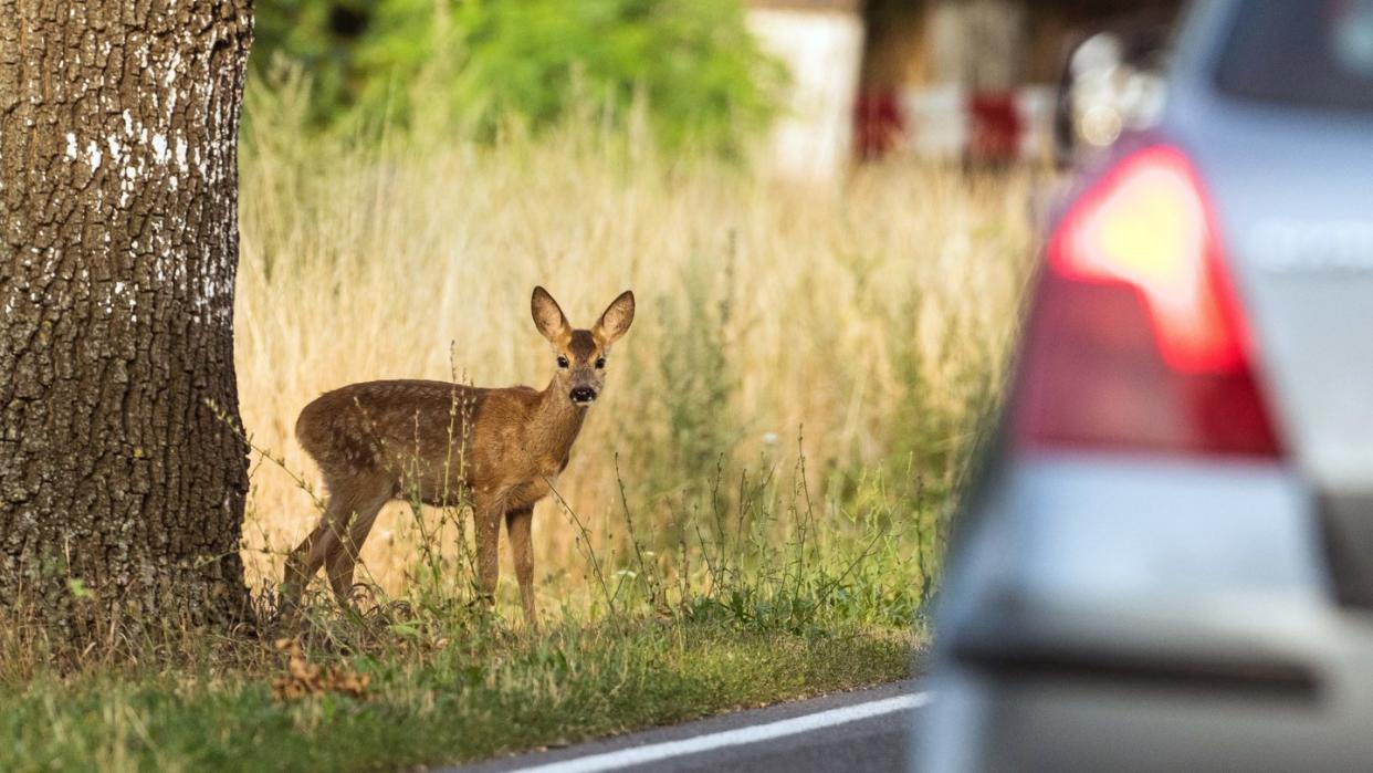 Bambi am Straßenrand: So eine vermeintliche Herbstidylle kann für Autofahrer und Tiere immer eine tödliche Gefahr bedeuten.