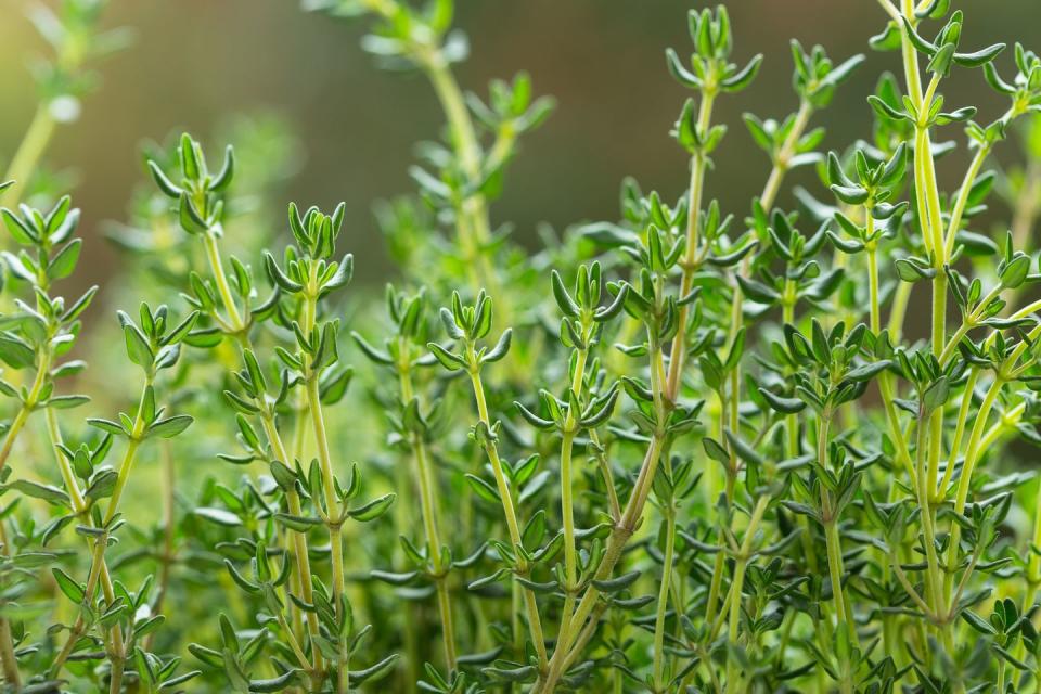 food background fresh thyme herb