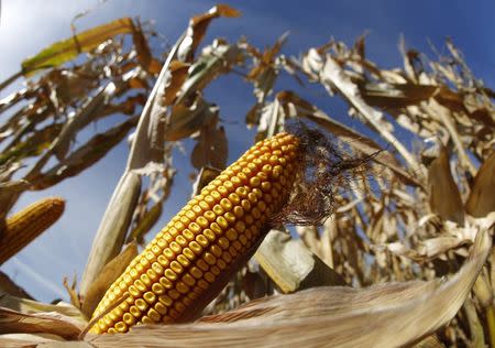 A cob of corn is seen in field during the harvest in Minooka, Illinois in this September 24, 2014 file photo. REUTERS/Jim Young/Files