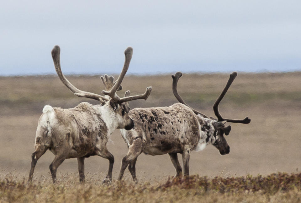 Two caribou in the Teshekpuk herd are seen on June 27, 2014, in the National Petroleum Reserve in Alaska. (Photo by Bob Wick/U.S. Bureau of Land Management)