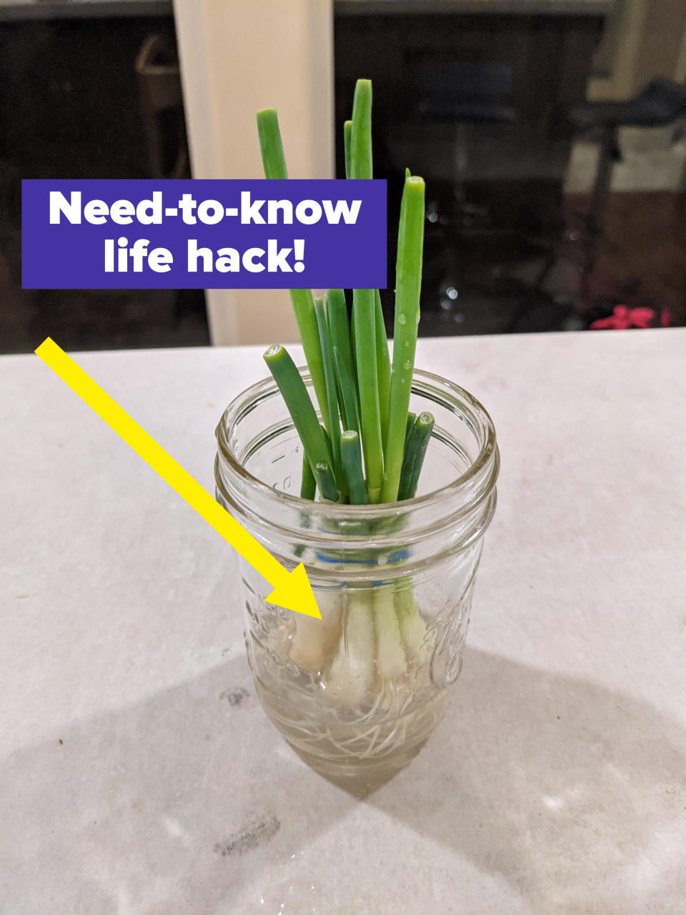 Green onion sprouts regrowing in a jar with water on a countertop