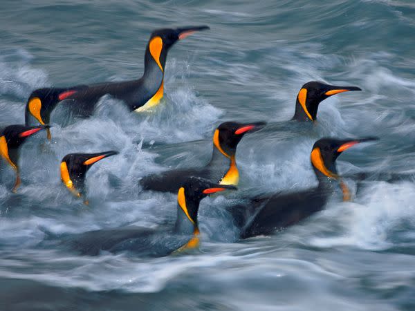 King penguins rinse in the surf zone of Gold Harbour on South Georgia. The island's king penguin populations are soaring. In 1925 only 1,100 kings were counted at St. Andrews Bay; since then there has been a 300-fold increase in the rookery.