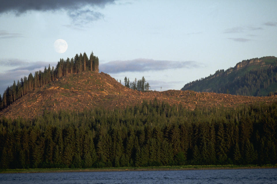 A logging operation leaves a bare swath in Alaska's Tongass National Forest. (Photo: Stuart Westmorland via Getty Images)