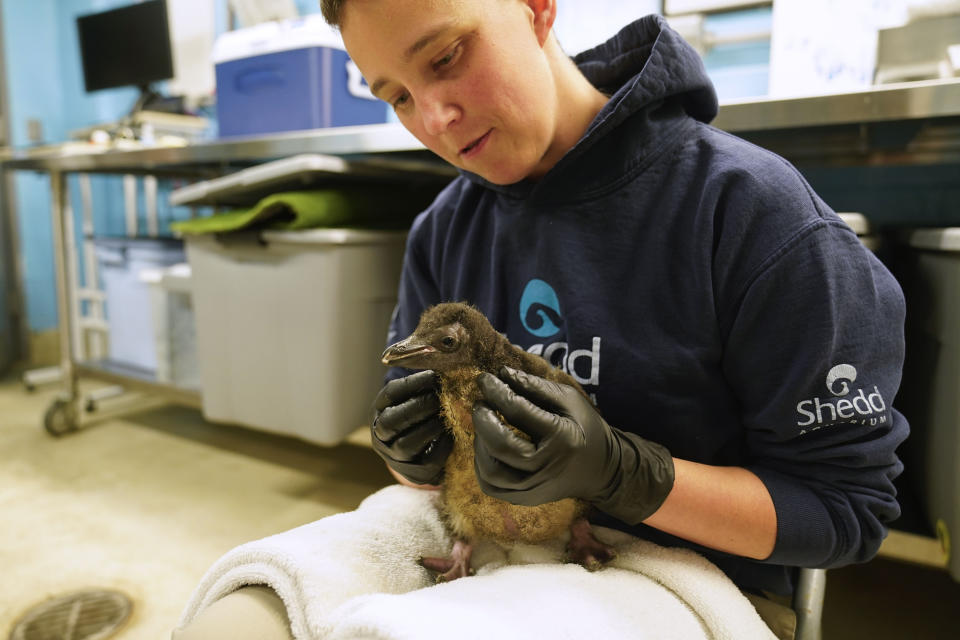 The newest member of Shedd Aquarium's penguin population, a southern rockhopper chick hatched June 16, is handled by senior trainer Katy Roxbury during a daily wellness exam, Thursday, July 13, 2023, in Chicago. The chick's parents, Edward and Annie, became famous in 2020 as part of the aquarium's "field trips," where penguins would visit locations such as the nearby Field Museum and Soldier Field while the aquarium was closed during the pandemic. (AP Photo/Erin Hooley)