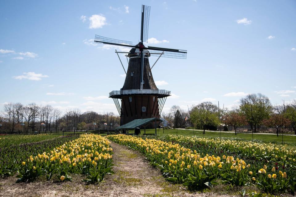 Tulips in the big field next to the DeZwaan Windmill at the Windmill Island Gardens in Holland on Thursday, April 22, 2021.