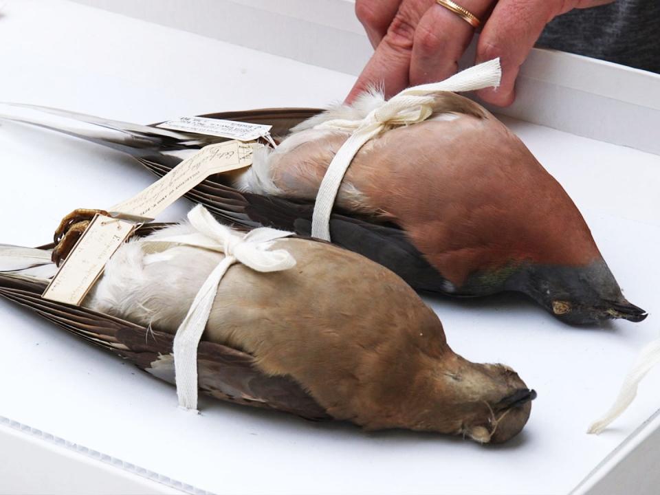 A male and female passenger pigeon specimen.