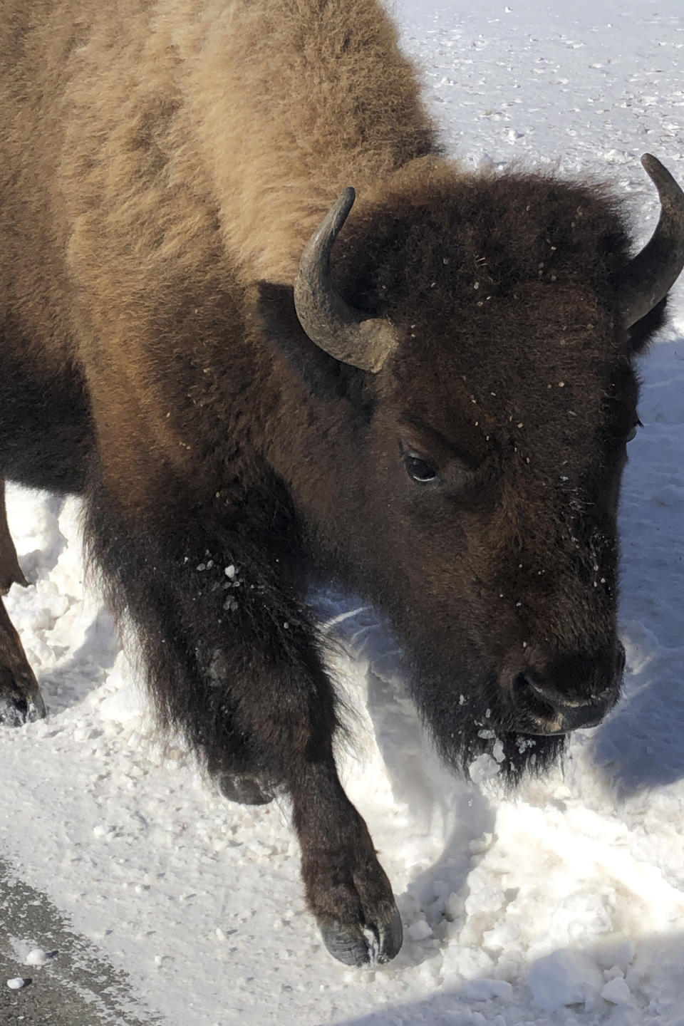 FILE - In this Monday, Feb. 17, 2020 file photo, a bison walks in Yellowstone National Park's Lamar Valley near Mammoth Hot Springs, Wyo. Park officials said, Yellowstone National Park is done capturing wild bison for the year after rounding up hundreds of the burly animals and sending most to slaughter as part of a population control program. (AP Photo/Matthew Brown, File)