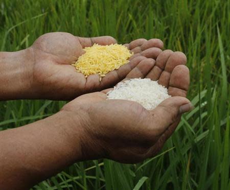 golden rice genetic engineering