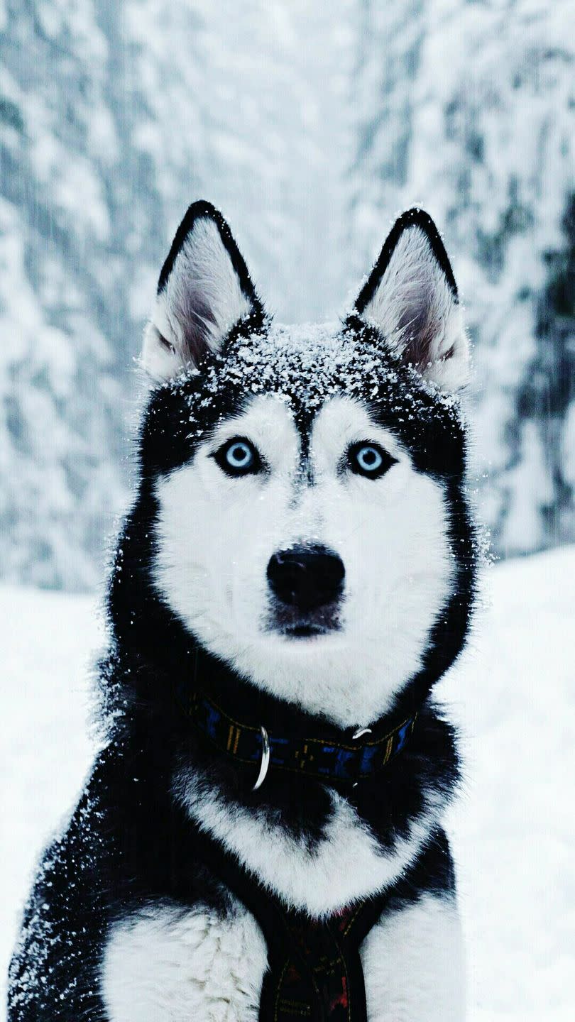 Siberian Husky