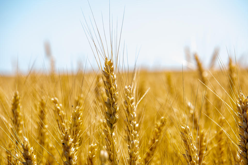 巴西近日批准了抗旱基改小麥HB4的種植與銷售，因全球糧食供應與區域乾旱問題，已使基改作物的吸引力大增。(示意圖/Getty Images)