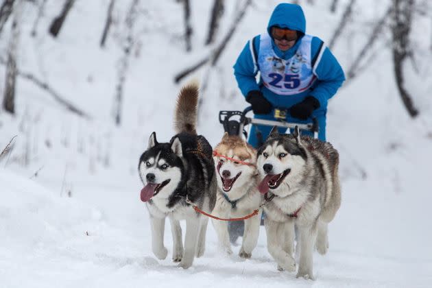 A sled dog race in Russia in January 2018. (Photo: Dmitry Feoktistov via Getty Images)