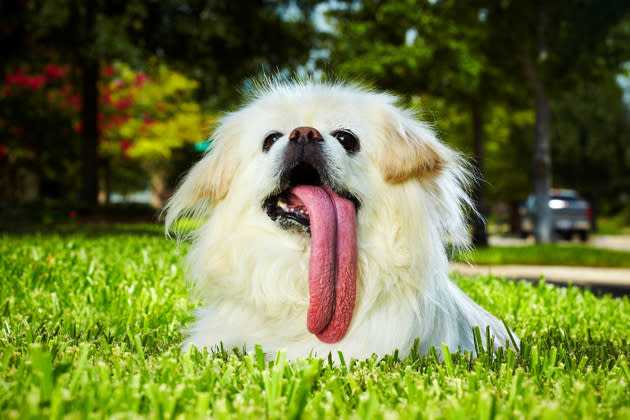 Puggly, the Dog With the Longest Tongue