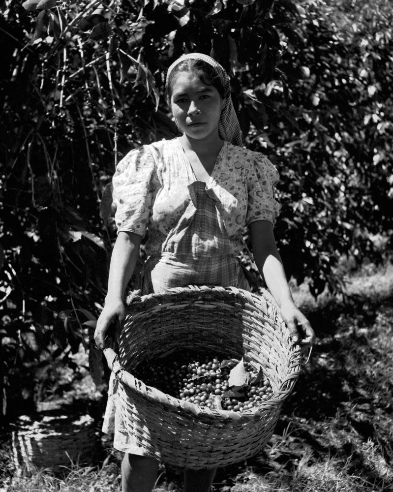 A coffee picker on a plantation in El Salvador in 1955.