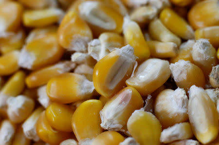 FILE PHOTO: Yellow corn from Mexico are on display at a market in Mexico City, Mexico May 19, 2017. REUTERS/Henry Romero/File Photo