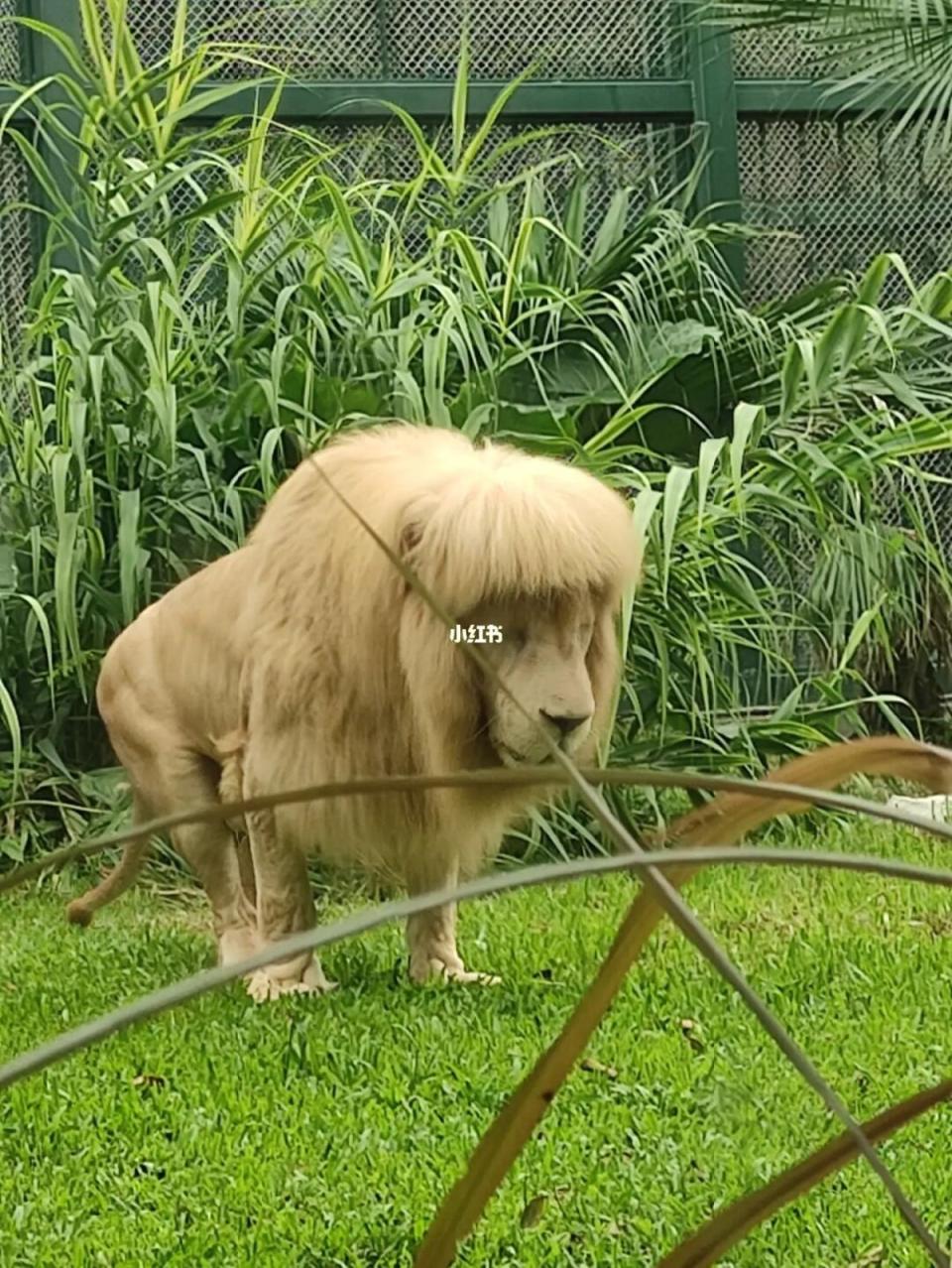 Images of the lion’s mullet-style fringe went viral on social media after a user shared them on Sunday (Xiaohongshu)