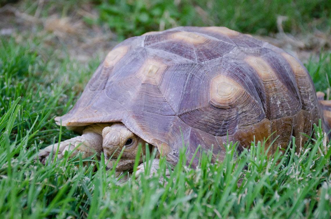 Dino, a sulcata tortoise, keeps cool in his shell on a recent hot Friday afternoon.