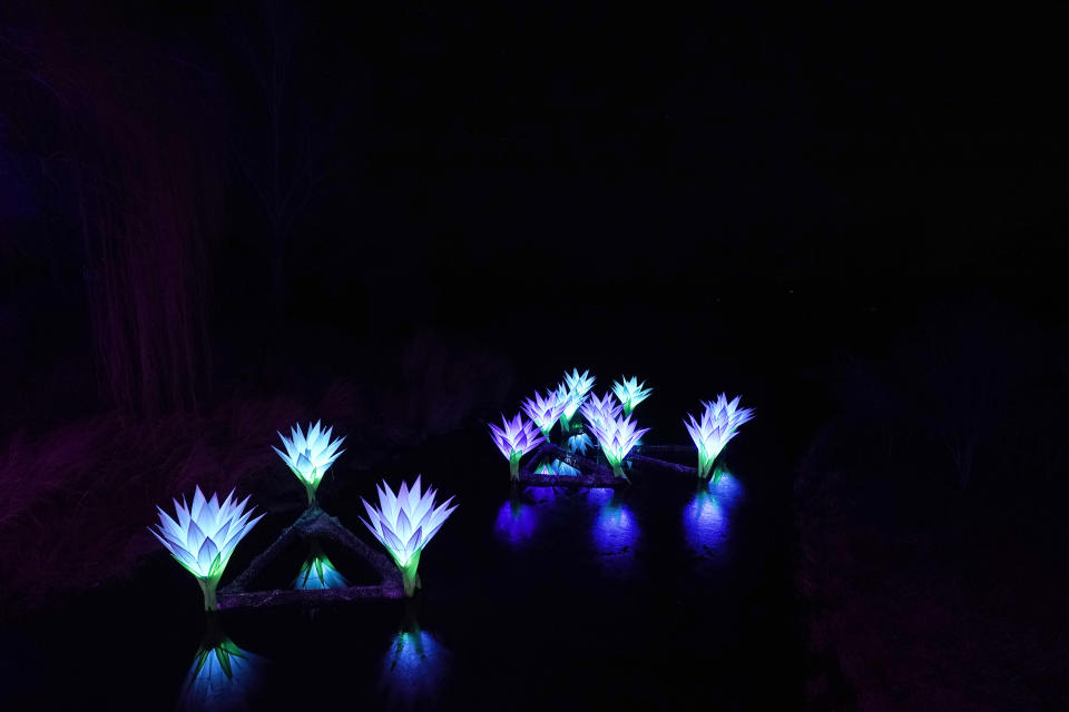 "Lilies," created by UK artist Jigantics, pierce the darkness as they float near the Chicago Botanic Garden's Great Basin, part of the fifth annual 1.3-mile, Lightscape experience of light and music in Glencoe, Ill., on Thursday, Dec. 14, 2023. (AP Photo/Charles Rex Arbogast)