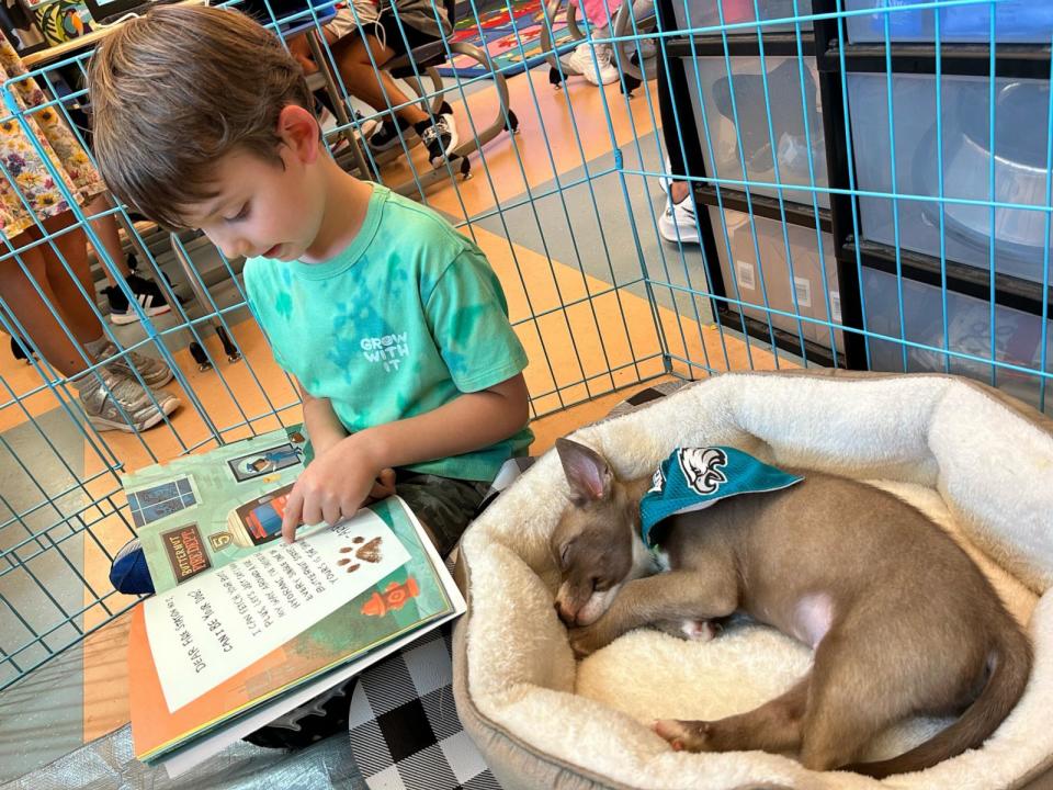 PHOTO: Aside from reading more, Hughes said she has noticed students’ are “so joyful and kind” after the introduction of puppies in the classroom. (Brooke Hughes/Foster Tales Puppy Therapy)