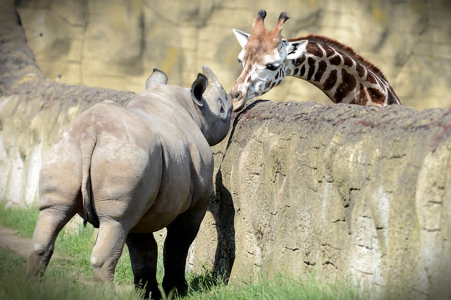 Mandatory Credit: Photo by Slavek Ruta/REX/Shutterstock (5725755f) A black rhino or hook-lipped rhinoceros male called Josef has a giraffe for a neighbor A black rhino cub with a giraffe for a neighbor, Dvur Kralove Zoo, Czech Republic - 10 Jun 2016 Two rhinocero were born on January in Zoo Dvur Kralove nad Labem in 2015. They are critically endangered in the wild nature. The Dvur Kralove Zoo has the the largest population of African animals in Europe. 