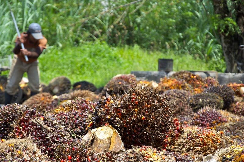 全球棕櫚油產量未增加的情況下，產油國必須合作穩定供應。(Photo by Craig Morey on Flickr used under Creative Commons license)