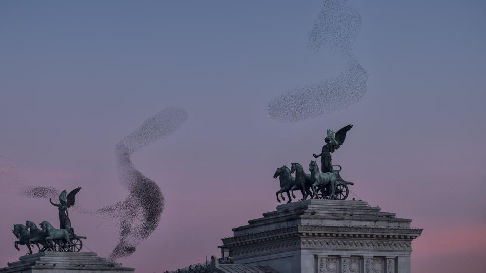 A murmuration of starlings in Rome, Italy.