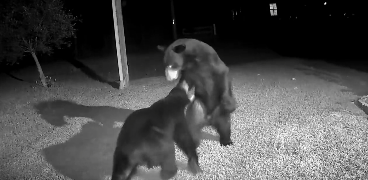 Gulf Breeze Man Captures Video Of Two Bears Play Fighting Wrestling 5255