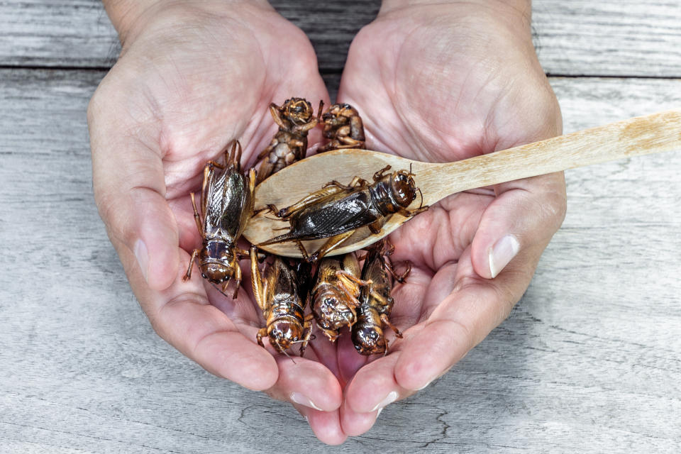 Insectos como los grillos, las termitas o las cucarachas pueden llegar a aportar siete veces más cantidad de B12 que el salmón y hasta 50 veces más que el pollo. (Foto: Getty)