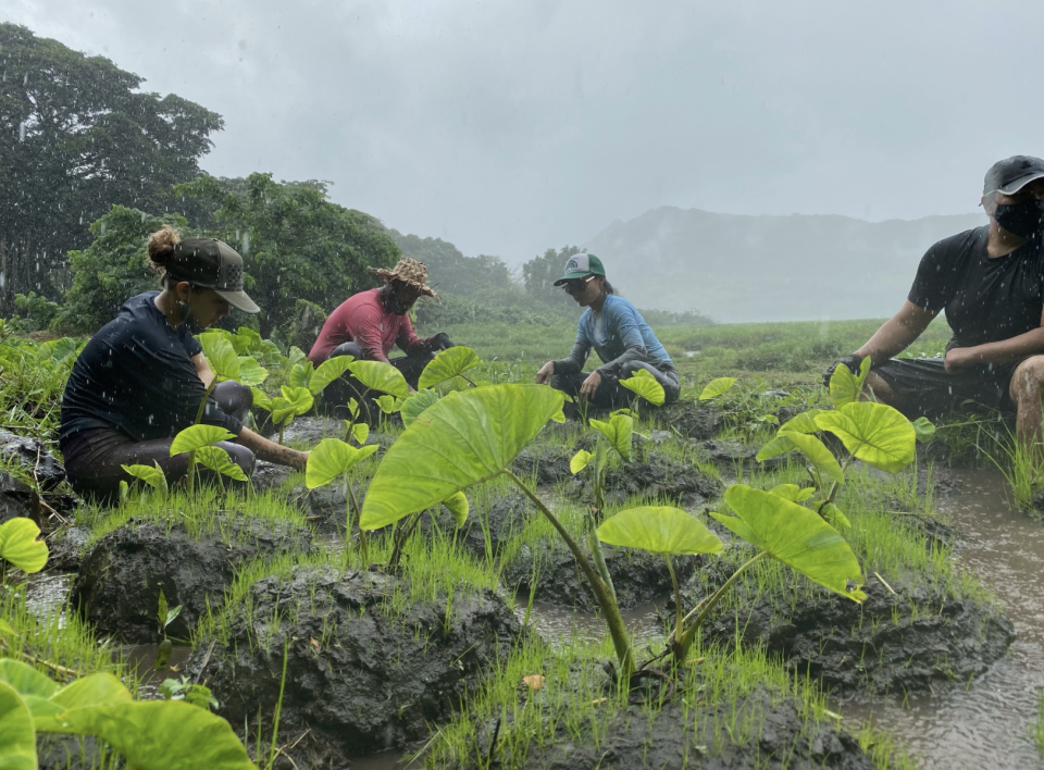 Planting of native species in Hawaii by the youth conservation group, KupuKupu