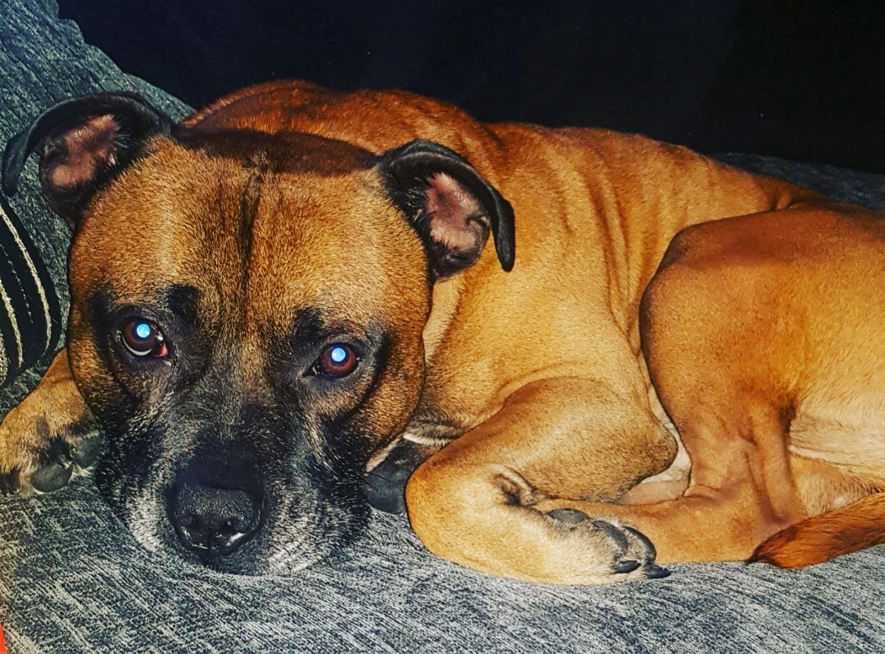 Picture of Staffordshire Bull Terrier called Buddy

TRIANGLE NEWS 0208 629 3622 // news@trianglenews.co.uk

By Lottie Tiplady-Bishop 

With pix 

A DEVASTATED mum had to tell her two boys that Christmas is cancelled after being landed with a Â£8,317 vetâ€™s bill weeks before the big day.

Joely Eaton, 29, took the difficult decision to amputate her beloved Staffordshire Bull Terrier Buddyâ€™s leg after he was diagnosed with osteosarcoma, a type of bone cancer.

But the cleaning business owner said: â€œI couldnâ€™t have put him to sleep, heâ€™s like another child to me.â€

*TRIANGLE NEWS DOES NOT CLAIM ANY COPYRIGHT OR LICENSE IN THE ATTACHED MATERIAL. ANY DOWNLOADING FEES CHARGED BY TRIANGLE NEWS ARE FOR TRIANGLE NEWS SERVICES ONLY, AND DO NOT, NOR ARE THEY INTENDED TO, CONVEY TO THE USER ANY COPYRIGHT OR LICENSE IN THE MATERIAL. BY PUBLISHING THIS MATERIAL , THE USER EXPRESSLY AGREES TO INDEMNIFY AND TO HOLD TRIANGLE NEWS HARMLESS FROM ANY CLAIMS, DEMANDS, OR CAUSES OF ACTION ARISING OUT OF OR CONNECTED IN ANY WAY WITH USER'S PUBLICATION OF THE MATERIAL*