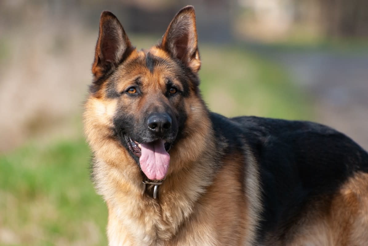 GSDs are very popular. <p>Shutterstock/Bestpixs</p>